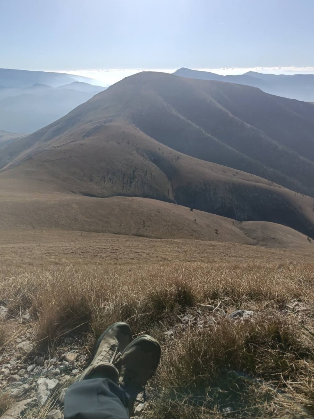 Alpine meadow with wildflowers on Mount Belles hiking route