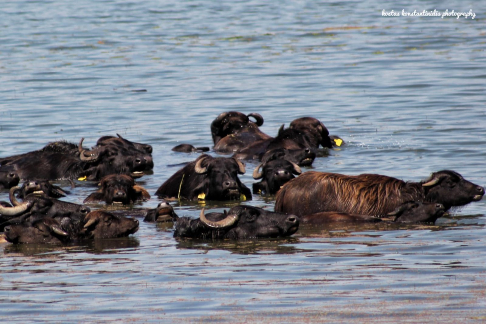 Herd of water buffaloes bathing together in the warm waters of Lake Kerkini, Greece