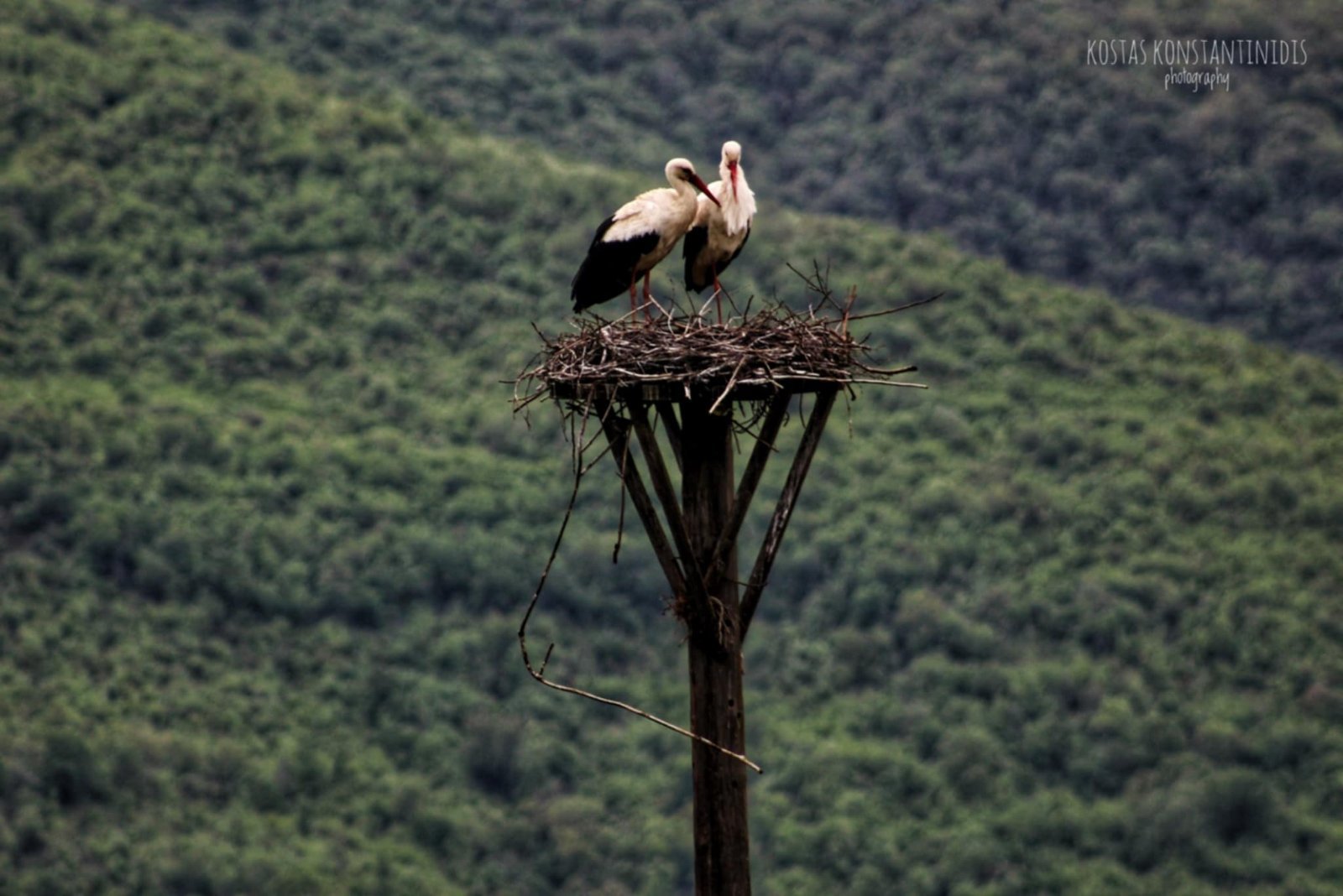 Pair of white storks bonding in their nest with verdant Kerkini mountains in background